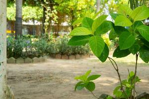 natural house plants ornament on garden photo