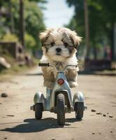 a cute dog on a mini bike on a city park road photo