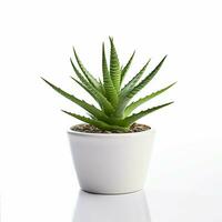 succulent in pot on white background. generative ai. photo