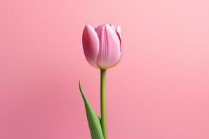 Beautiful pink tulip AI Generated, AI Generative photo