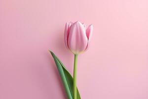 Pink tulip on pink background AI Generated photo