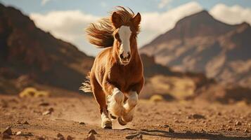 a Mini Pony Horse running over the desert photo