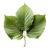 Leaf, Green Leaf, Leaf Png, Green Leaf Png, Leaf With Transparent Background, AI Generative png