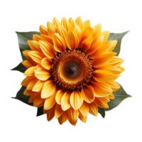 girassol png, girassol flores, girassol com transparente fundo, ai generativo png