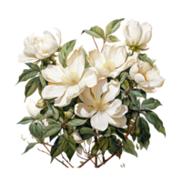 Jasmin Blume, Jasmin Blume png, Jasmin transparent Blume, ai generativ png