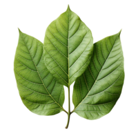 Leaf, Green Leaf, Leaf Png, Green Leaf Png, Leaf With Transparent Background, AI Generative png