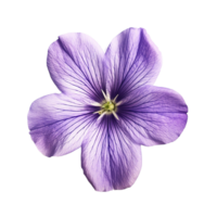 púrpura flor, púrpura flor png, púrpura flor con transparente fondo, ai generativo png