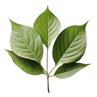 Leaf, Green Leaf, Leaf Png, Green Leaf Png, Leaf With Transparent Background, AI Generative png