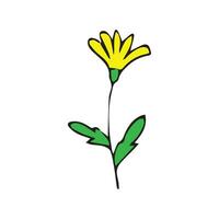 yellow tulip background vector