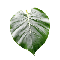 hoja, verde hoja, hoja png, verde hoja png, hoja con transparente fondo, ai generativo png