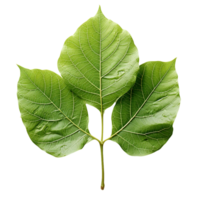 Leaf, Green Leaf, Leaf Png, Green Leaf Png, Leaf With Transparent Background, AI Generative png