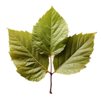 Leaf, Green Leaf, Leaf Png, Green Leaf Png, Leaf With Transparent Background, AI Generative png