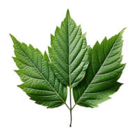 Leaf, Green Leaf, Leaf Png, Green Leaf Png, Leaf With Transparent Background, AI Generative png