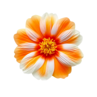 Orange Blume, Orange Blume png, Orange Blume mit transparent Hintergrund, ai generativ png