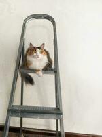 Cat sitting on a stepladder close up photo