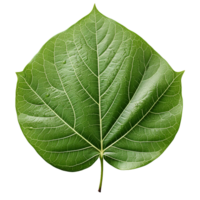 Leaf, Green Leaf, Leaf Png, Green Leaf Png, Leaf With Transparent Background, AI Generative png