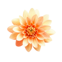 Orange Blume, Orange Blume png, Orange Blume mit transparent Hintergrund, ai generativ png