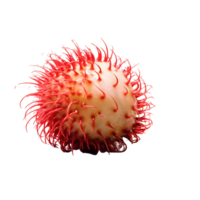 rambután, rambután png, rambután con transparente fondo, ai generativo png