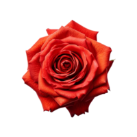 rouge rose, rouge Rose fleur, rouge Rose fleur avec transparent arrière-plan, ai généré png