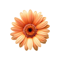 Orange Blume, Orange Blume png, Orange Blume mit transparent Hintergrund, ai generativ png