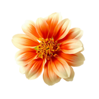 Orange Blume, Orange Blume png, Orange Blume mit transparent Hintergrund, ai generativ png