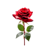 rojo rosa, rojo Rosa flor, rojo Rosa flor con transparente fondo, ai generado png