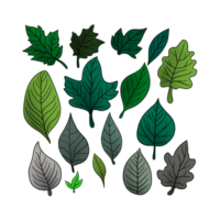 illustrazione di biologia e pianta regno, impostato di foglia margini, il struttura o aspetto di il margini di il foglie, il foglia margine è il confine la zona estendendosi lungo il bordo di il foglia png