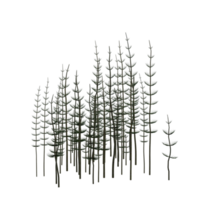 tree isolated 3d png