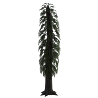 paume arbre sur transparent Contexte png