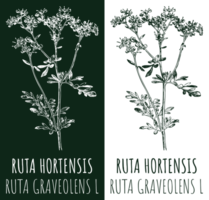 Drawings RUTA HORTENSIS . Hand drawn illustration. Latin name RUTA GRAVEOLENS L. png