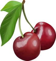 hand drawn fresh cherry design vector