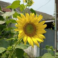 sunflower on a fence photo