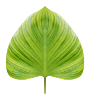 König von Herz Busch Baum, homalomena rubescens Kunth png