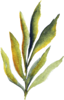 Leaves Watercolor Underwater Plants png