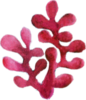 corail récif aquarelle sous-marin les plantes png