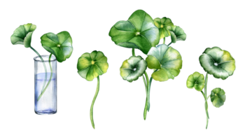 uppsättning av centella Asiatica, glas flaska vattenfärg illustration. pennywort, har dig kola ört- växter hand ritade. design element för paket, märka, omslag, ört- växter samling. png