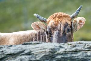 A cow observes between the stones photo