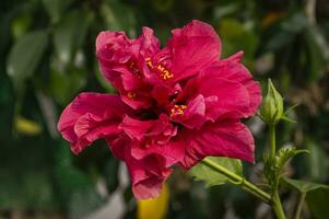 a large pink flower with green leaves in the background photo