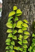 Tree trunk with leaves creeper plant photo