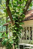 grande árbol con monstera hojas enredadera foto