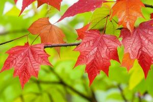 Earth Day and World Environment Day, Beautiful leaves. Pro Photo