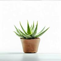 succulent in pot on white background. generative ai. photo