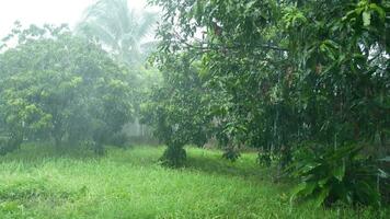 Rain season nature background video