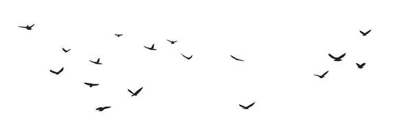 Hand drawn abstract flying birds in sky. Birds are flying in sky isolated on white background. Vector illustration.