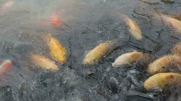 viele von das Fisch im das Teich wurden schwebend oben und Essen das Pellets video