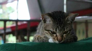 A tabby cat is lying down, looking at the camera and meowing. video