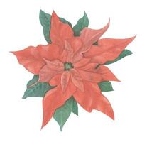 Traditional vector Christmas plants painted in watercolor. Holly. Bright elements in a botanical style for creating a festive decor - cards, invitations, patterns and packaging.