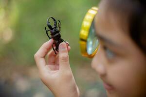 un pequeño asiático niña utilizando un lupa a estudiar un ciervo escarabajo en un parque. foto