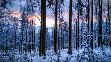 el nieve bosque foto