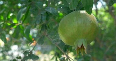 One Green Maturing Pomegranate video